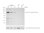 Goat anti-Rat IgG (H+L) Secondary Antibody, HRP
