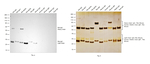 Rat IgG (H+L) Secondary Antibody in Western Blot (WB)