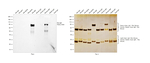 Rat IgM Secondary Antibody in Western Blot (WB)