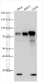 ZNF185 Antibody in Western Blot (WB)