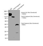 Human IgG F(ab')2 Secondary Antibody in Western Blot (WB)
