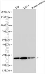AGPAT2 Antibody in Western Blot (WB)
