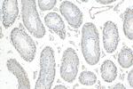 CCDC76 Antibody in Immunohistochemistry (Paraffin) (IHC (P))