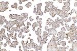 CCDC76 Antibody in Immunohistochemistry (Paraffin) (IHC (P))