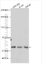 CCDC76 Antibody in Western Blot (WB)