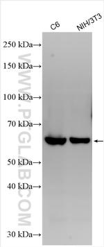 SIRP Alpha Antibody in Western Blot (WB)