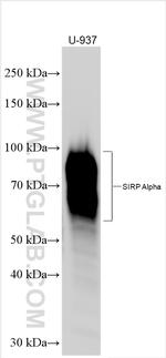 SIRP Alpha Antibody in Western Blot (WB)