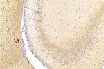 SLC38A7 Antibody in Immunohistochemistry (Paraffin) (IHC (P))