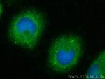 DNAJC13 Antibody in Immunocytochemistry (ICC/IF)