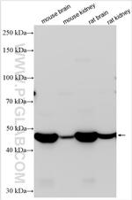 GDA Antibody in Western Blot (WB)