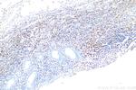 CD5 Antibody in Immunohistochemistry (Paraffin) (IHC (P))