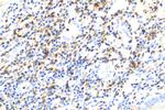 CD5 Antibody in Immunohistochemistry (Paraffin) (IHC (P))