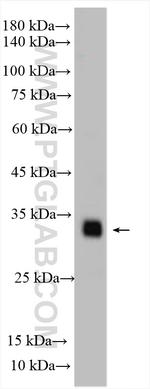 ULBP2 Antibody in Western Blot (WB)