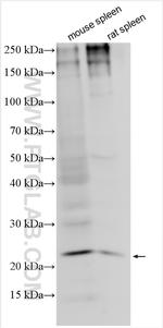 TNF Beta Antibody in Western Blot (WB)