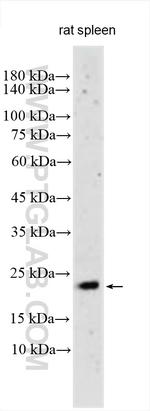 TNF Beta Antibody in Western Blot (WB)