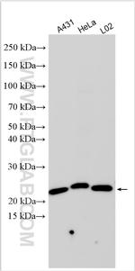 CD9 Antibody in Western Blot (WB)