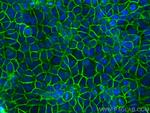 E-cadherin Antibody in Immunocytochemistry (ICC/IF)