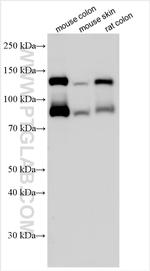 E-cadherin Antibody in Western Blot (WB)