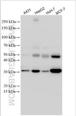 Cathepsin D Antibody in Western Blot (WB)