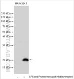 MCP-1 Antibody in Western Blot (WB)
