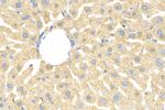 ARSE Antibody in Immunohistochemistry (Paraffin) (IHC (P))