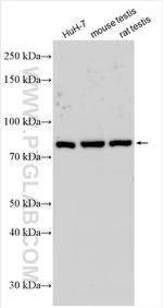 EXOC8 Antibody in Western Blot (WB)