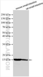 RBP2 Antibody in Western Blot (WB)