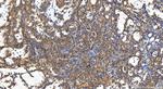 PPP1R21 Antibody in Immunohistochemistry (Paraffin) (IHC (P))