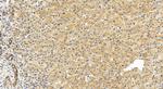 CXCL8/IL-8 Antibody in Immunohistochemistry (Paraffin) (IHC (P))