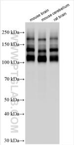 NCAM1/CD56 Antibody in Western Blot (WB)