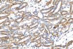 ATPBD3 Antibody in Immunohistochemistry (Paraffin) (IHC (P))