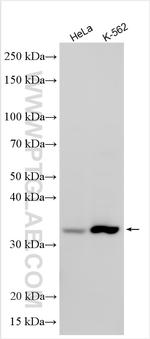 ATPBD3 Antibody in Western Blot (WB)