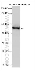 COG4 Antibody in Western Blot (WB)