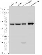 COG4 Antibody in Western Blot (WB)