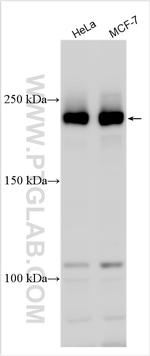 TANC2 Antibody in Western Blot (WB)