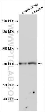PPEF2 Antibody in Western Blot (WB)
