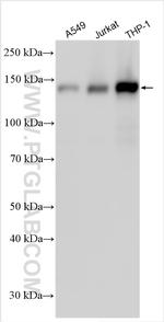 UTY Antibody in Western Blot (WB)