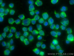 MOCS1 Polyclonal Antibody