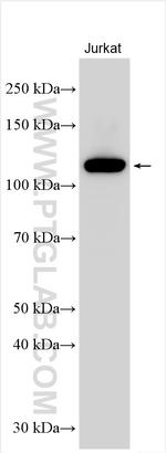 FYB Antibody in Western Blot (WB)