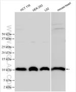 MIC10 Antibody in Western Blot (WB)