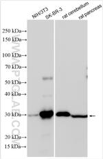 COMTD1 Antibody in Western Blot (WB)