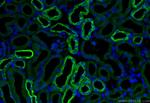 AIF1L Antibody in Immunohistochemistry (Paraffin) (IHC (P))