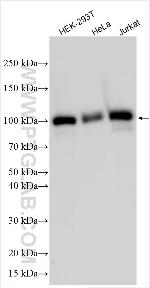 AIF1L Antibody in Western Blot (WB)