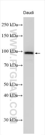 WHAMM Antibody in Western Blot (WB)
