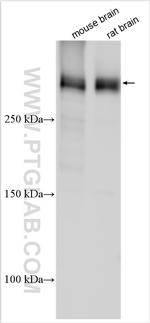 CSMD2 Antibody in Western Blot (WB)