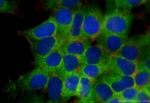 UNK Antibody in Immunocytochemistry (ICC/IF)