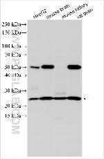 SCRT1 Antibody in Western Blot (WB)