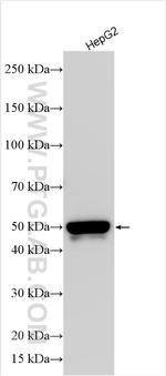 DPEP3 Antibody in Western Blot (WB)