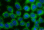 RASA2 Antibody in Immunocytochemistry (ICC/IF)