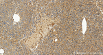 RASA2 Antibody in Immunohistochemistry (Paraffin) (IHC (P))